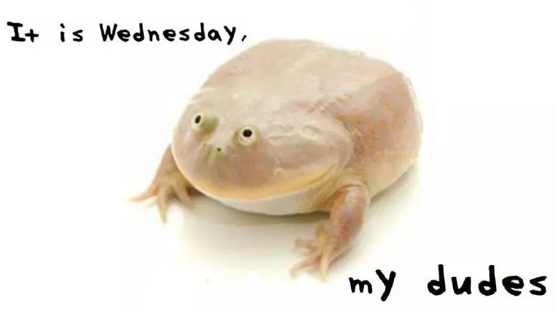 it is wednesday my dudes meme image