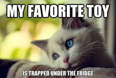 first world problems cat