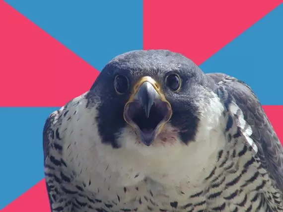 millennial falcon meme image