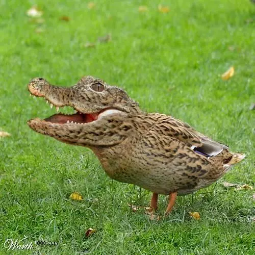 crocoduck meme image