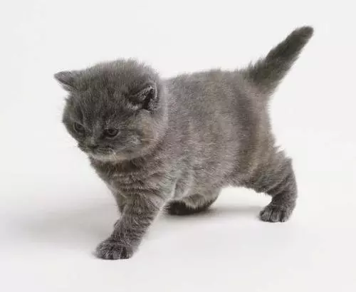 little grey cat meme image