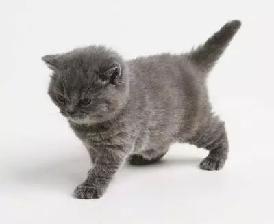 little grey cat