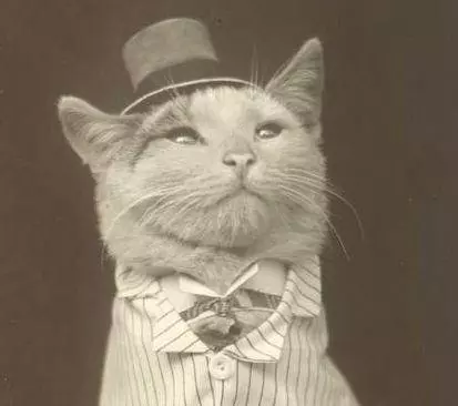 aristocat meme image