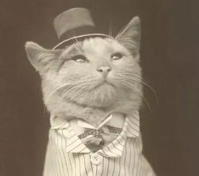 aristocat