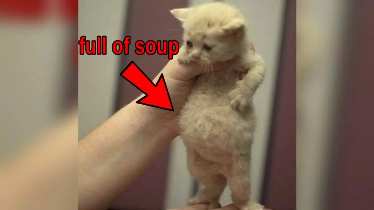 full of soup cat meme image