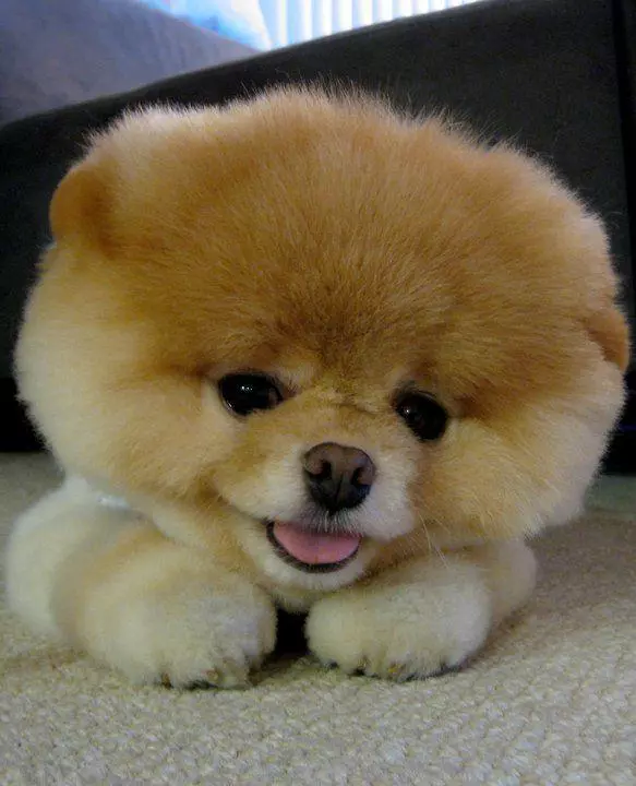 boo the worlds cutest dog meme image