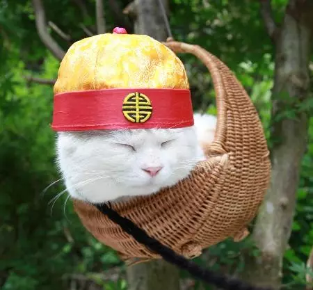 shironeko basket cat meme image