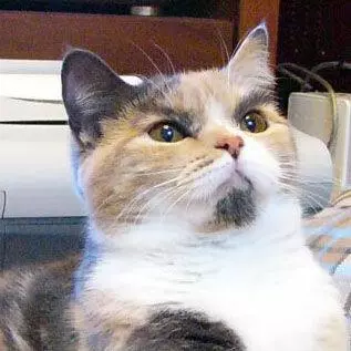 lenin cat