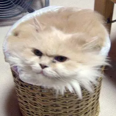 trashcat is not amused meme image