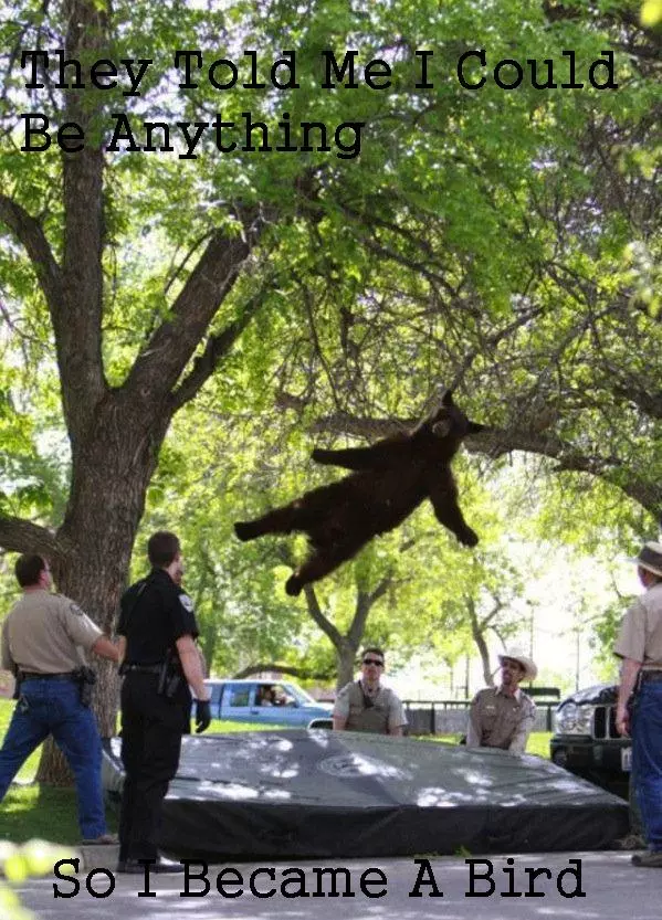 falling bear meme image
