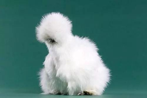 peytons fluffy chicken meme image