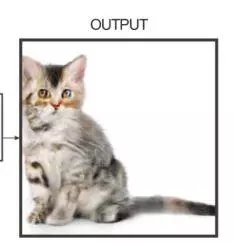 edges2cats meme image