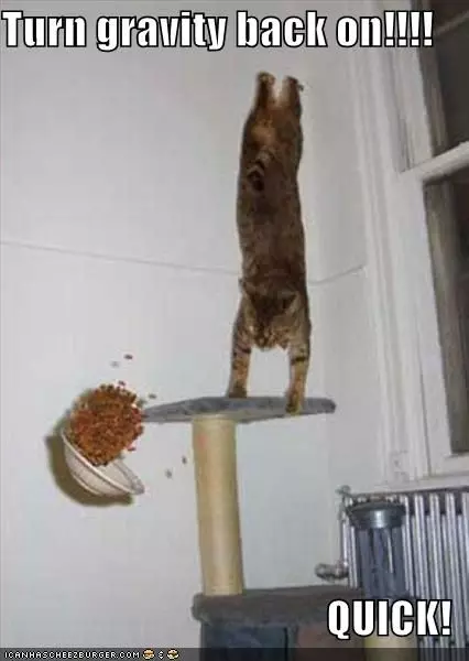 gravity cat meme image