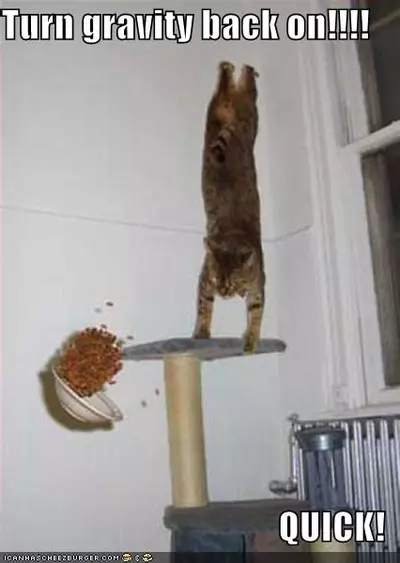 gravity cat