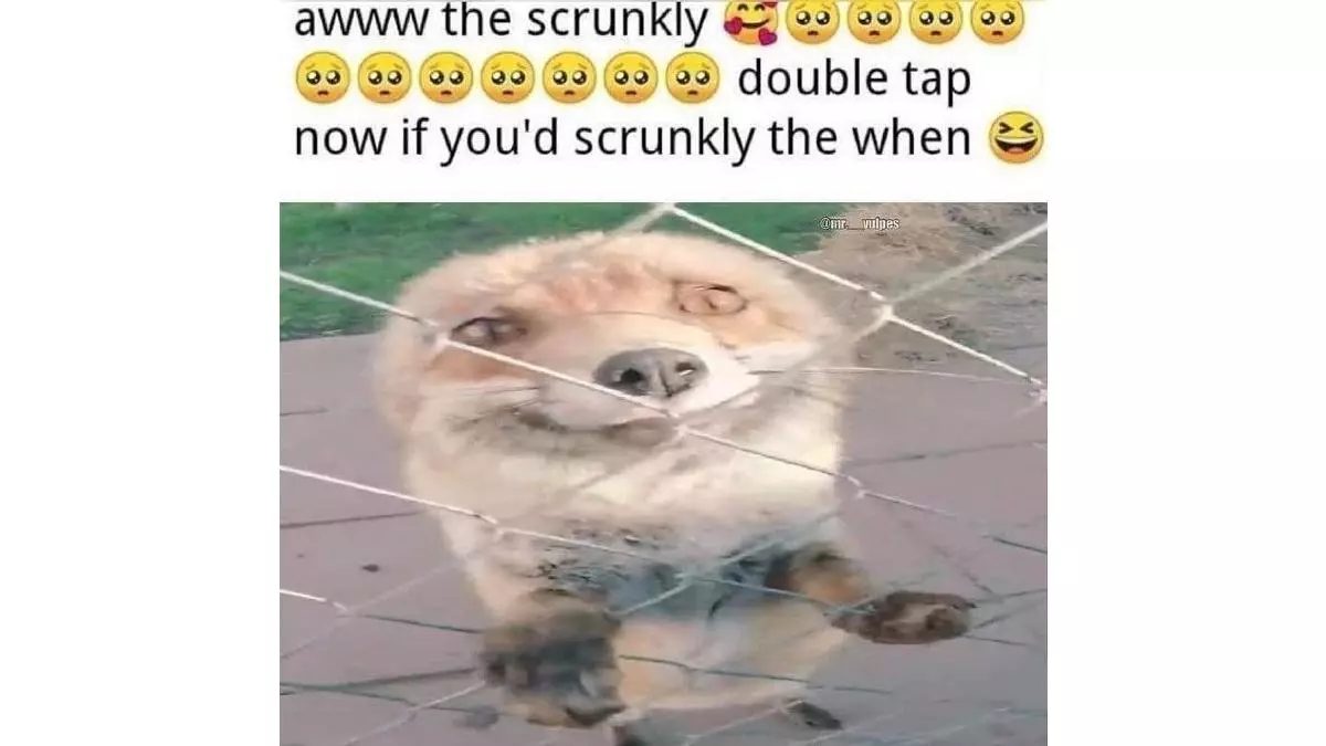 awww the scrunkly meme image