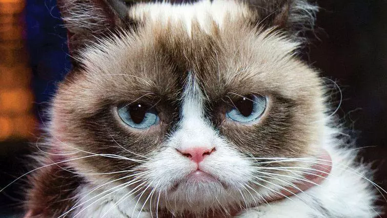 grumpy cat meme image