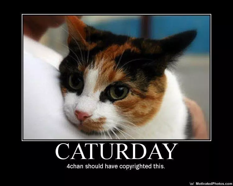 caturday meme image