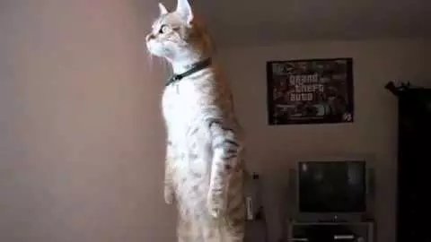 standing cat meme image