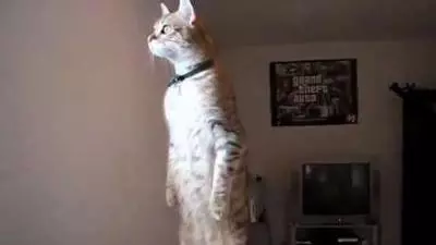 standing cat