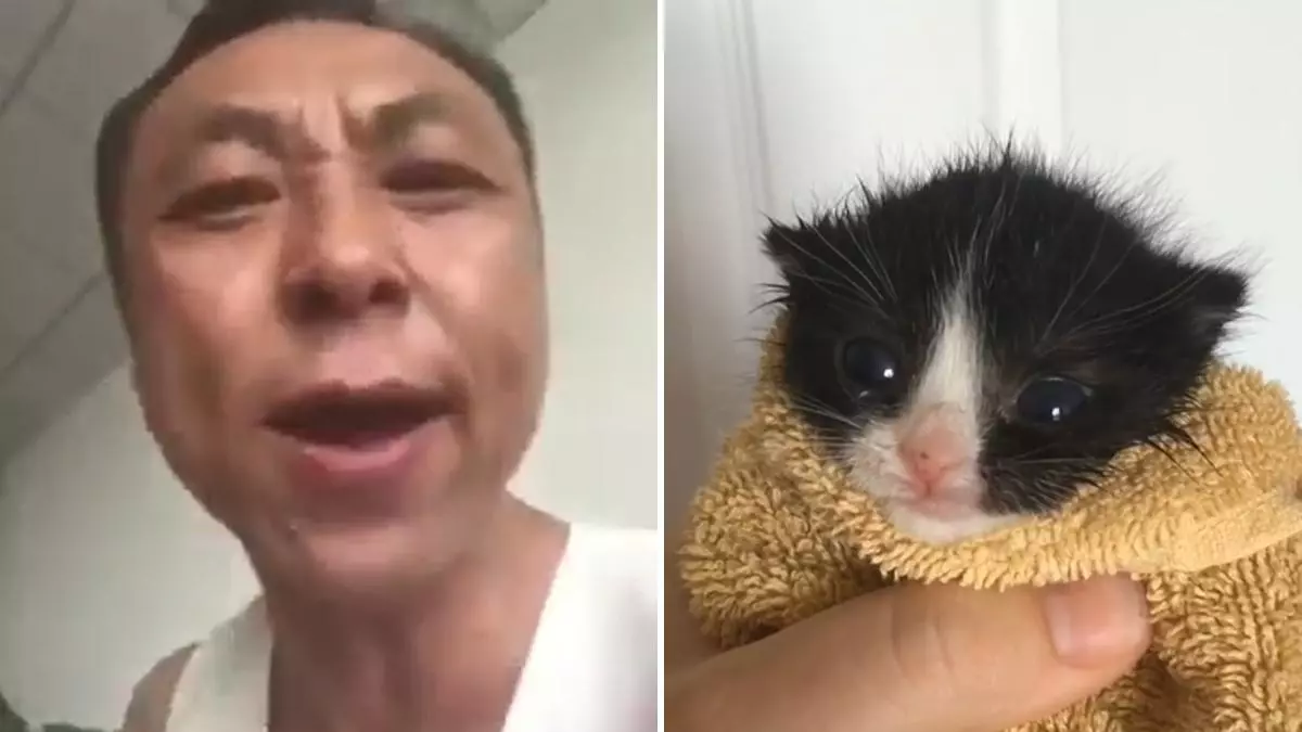 chinese man yelling at a kitten meme image