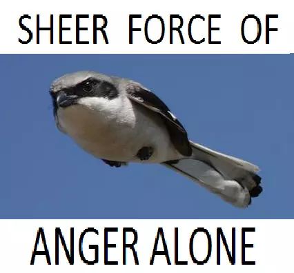 this bird keeps itself in the air by sheer force of anger alone meme image