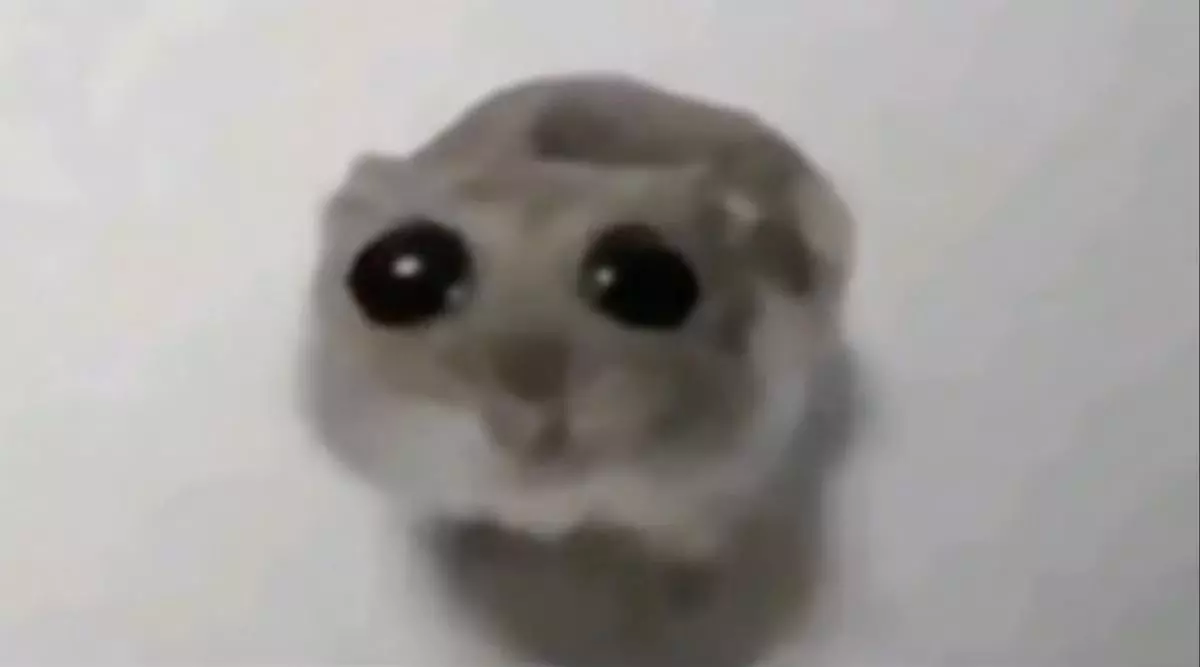 sad hamster hamster with big eyes meme image