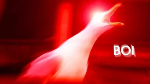 inhaling seagull meme image