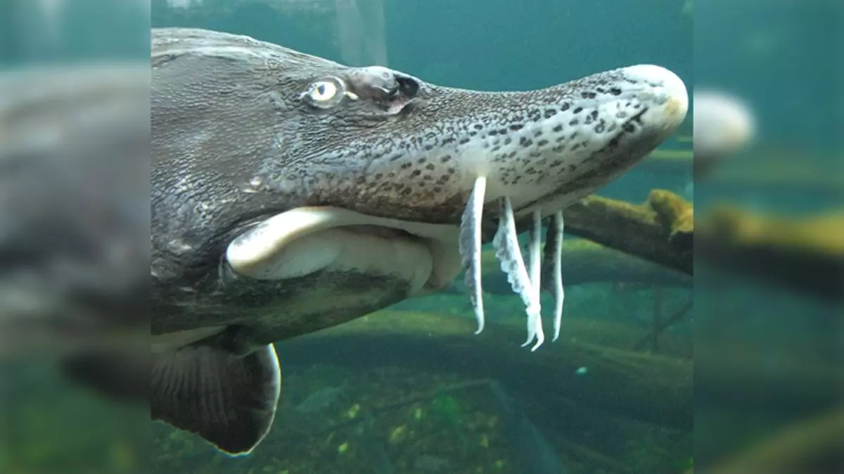 sturgeon face meme image