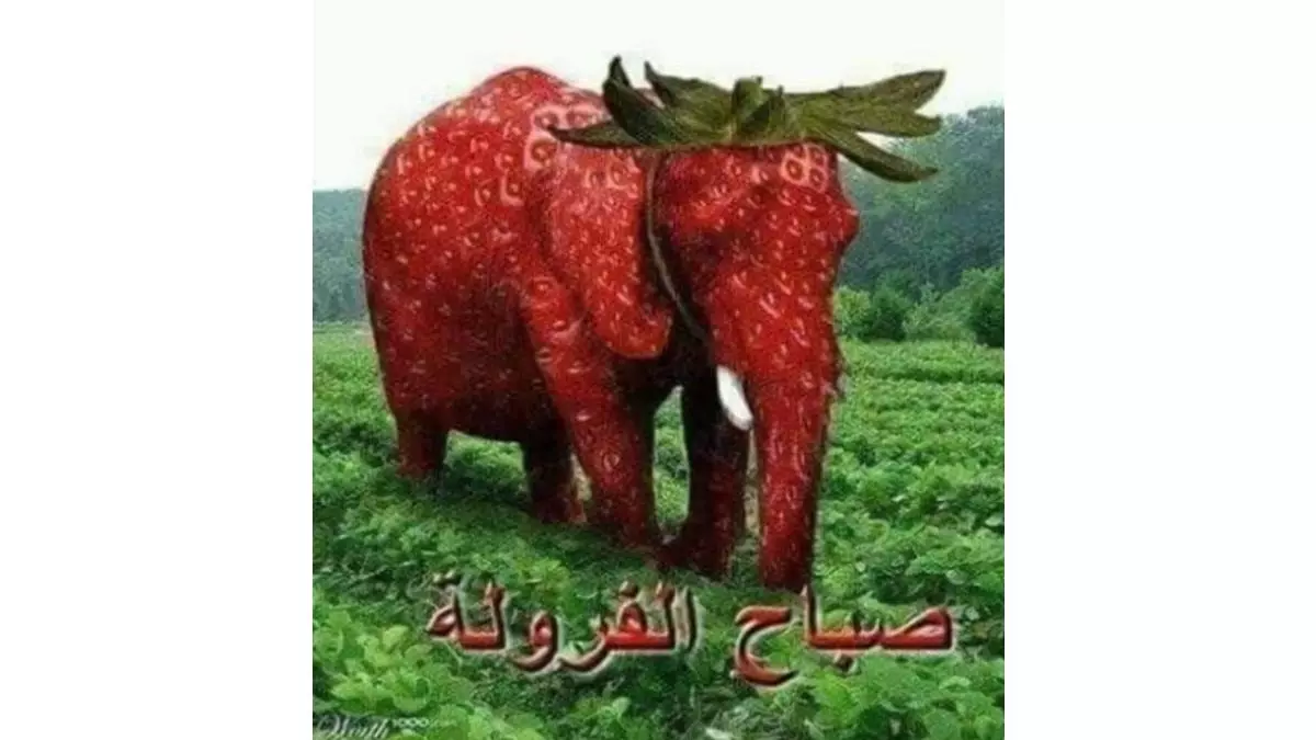 arabic strawberry elephant meme image