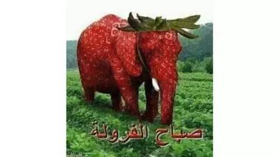 arabic strawberry elephant