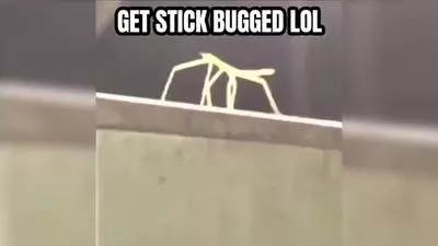 get stick bugged lol