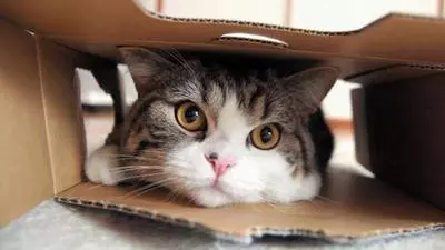 maru the cat