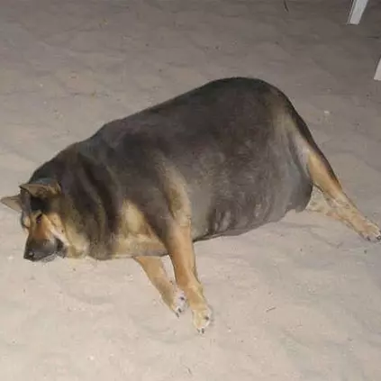 el perrito super gordito meme image