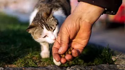 cat distribution system