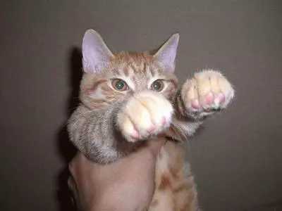 pew pew