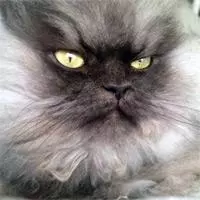 colonel meow meme image