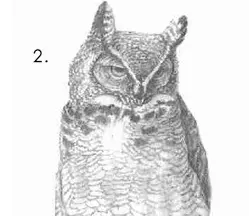 how to draw an owl