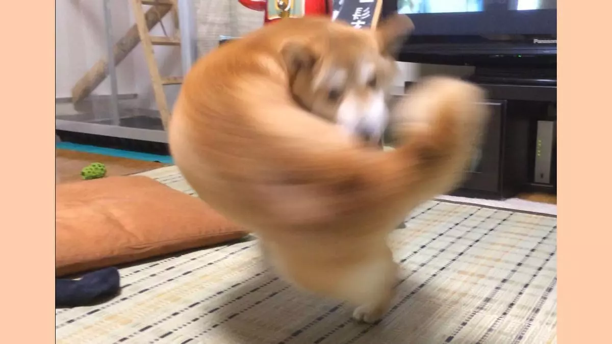 right hook dog meme image