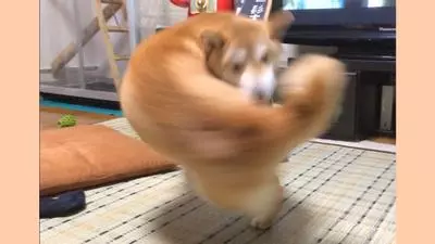 right hook dog