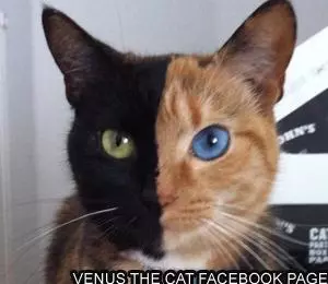 venus the two faced cat meme image