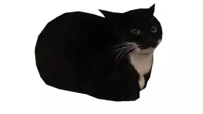 maxwell the cat spinning cat
