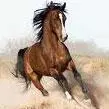 horse_ebooks meme image