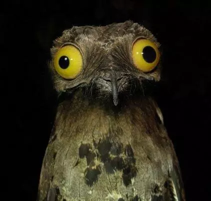 weird stuff i do potoo meme image