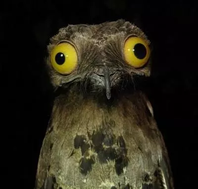 weird stuff i do potoo