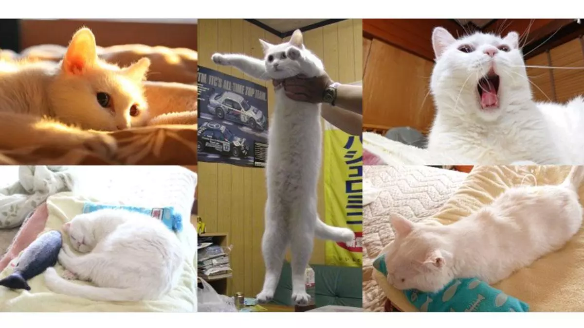 longcat meme image