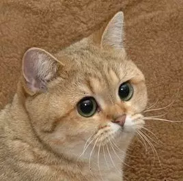 starecat grafics cat meme image