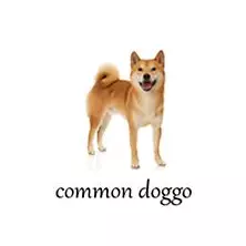 doggo meme image