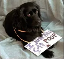 dogshaming meme image