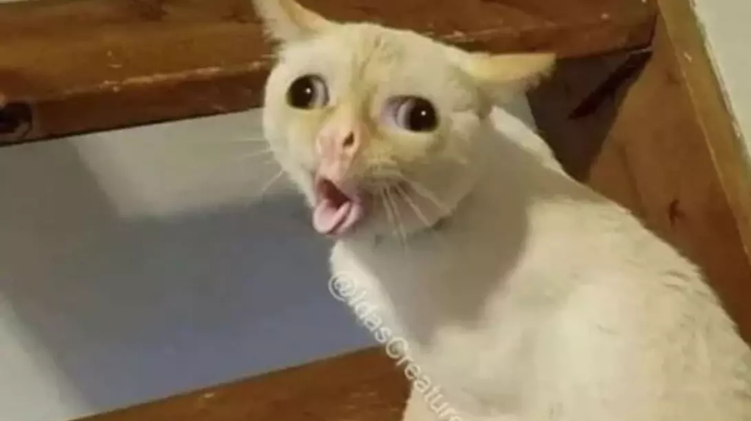 coughing cat meme image