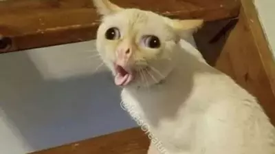 coughing cat